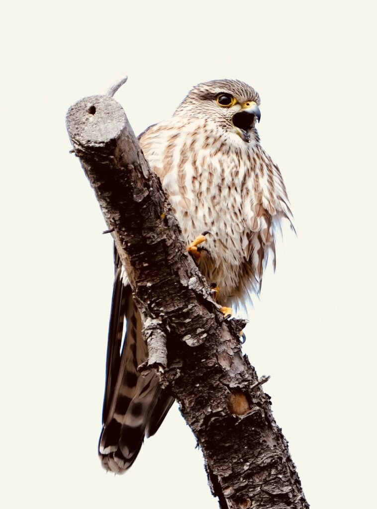 Merlin inicio